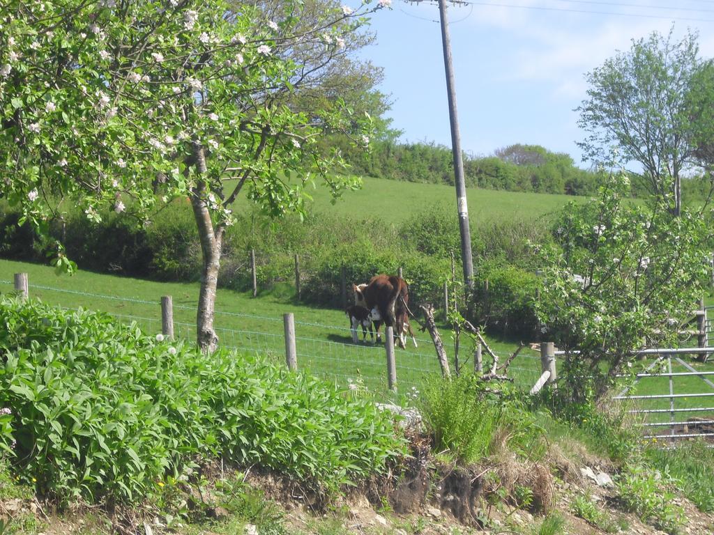 Staylittle Farm Dolgellau Ngoại thất bức ảnh